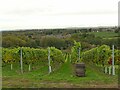 Hencote Vineyard