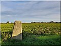 Bressingham Trig Pillar