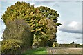 Semer Gate Farm: Harvested crop