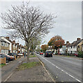 Perne Avenue in autumn