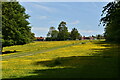 TR0256 : Buttercup meadow by N Chadwick