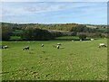 Grazing sheep, Netherdowns