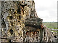 Rotten Beech stump - detail