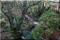 Woodland at North Bay, Barra