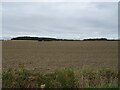 Field off Chapel Lane