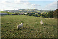 Sheep near Ballbeard Farm