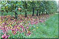 SO7138 : Fallen apples by Philip Halling