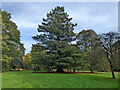 Coast Redwood, Tilgate Park, Crawley