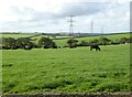 Cattle graze beneath the power lines near Venton