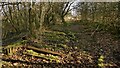 Sleepers on disused railway track