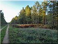 Forest near Wangford Lodge