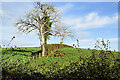 Tree and hedge, Cavanacaw Lower