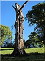 Dead tree near Llanerchydol Hall