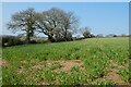 Farmland, Mylor