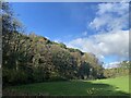 Woodland at Allt Cwm Perrott