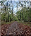 Footpath through Wychwood Forest