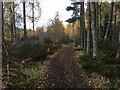 Path in forestry near Contin