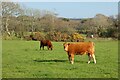 SW8861 : Pasture, St Columb Major by Andrew Smith