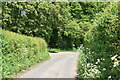 TR0153 : A quiet Kent lane by N Chadwick