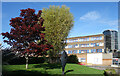 Trees and Sculpture by the Hospital