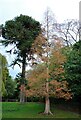 TA2069 : Mature monkey puzzle tree (Araucaria araucana) and swamp cypress, Sewerby Hall gardens  by JThomas