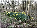 SJ7948 : Daffodils at Bateswood Country Park by Jonathan Hutchins
