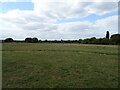 Grazing near the River Great Ouse