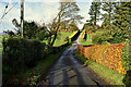 Copper beech hedge along Dunnamona Road