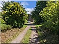 An unclassified road through the woods at Bigrigg