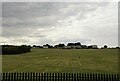 Grazing towards Town End Farm