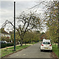 TL4556 : A stinkpipe on Barrow Road by John Sutton