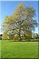 SO9036 : London plane tree by Philip Halling