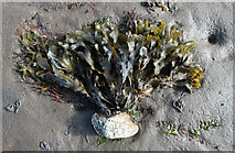 NM8129 : Pebble on the beach, Slatrach Bay by Hugh Venables