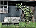 Wooden seat and climbing rose