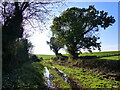 Trees, fields and a wet track in November sunshine, Woolaston