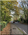 Autumn leaves, Cherry Hinton Road