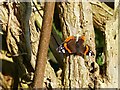 Red admiral butterfly enjoying mid-November sunshine, Alvington