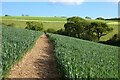 Farmland, Veryan