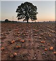 SO8371 : Pumpkins in a field near Leapgate by Mat Fascione