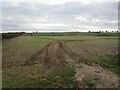 Autumn sown crop off Clipsham Road