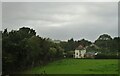 Grazing near Grendon