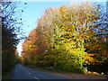 SO5500 : A blaze of autumn colour on the road to St Briavels, Gloucestershire by Ruth Sharville