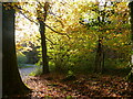 SO5500 : Autumn colours and sunshine, East Wood, near Woolaston Slade, Gloucestershire by Ruth Sharville