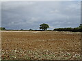 Field off Holcot Road