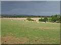 Sheep grazing off Holcot Road