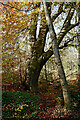 Autumn woodland in Wren