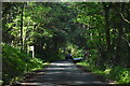 Woodland road to Plockton