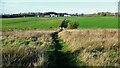 Rough Pasture at Chadderton Heights