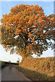 Tree on Kinsbourne Green Lane