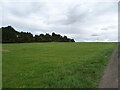 Grazing near Shortwood House